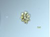 Photo of Corymbellus aureus